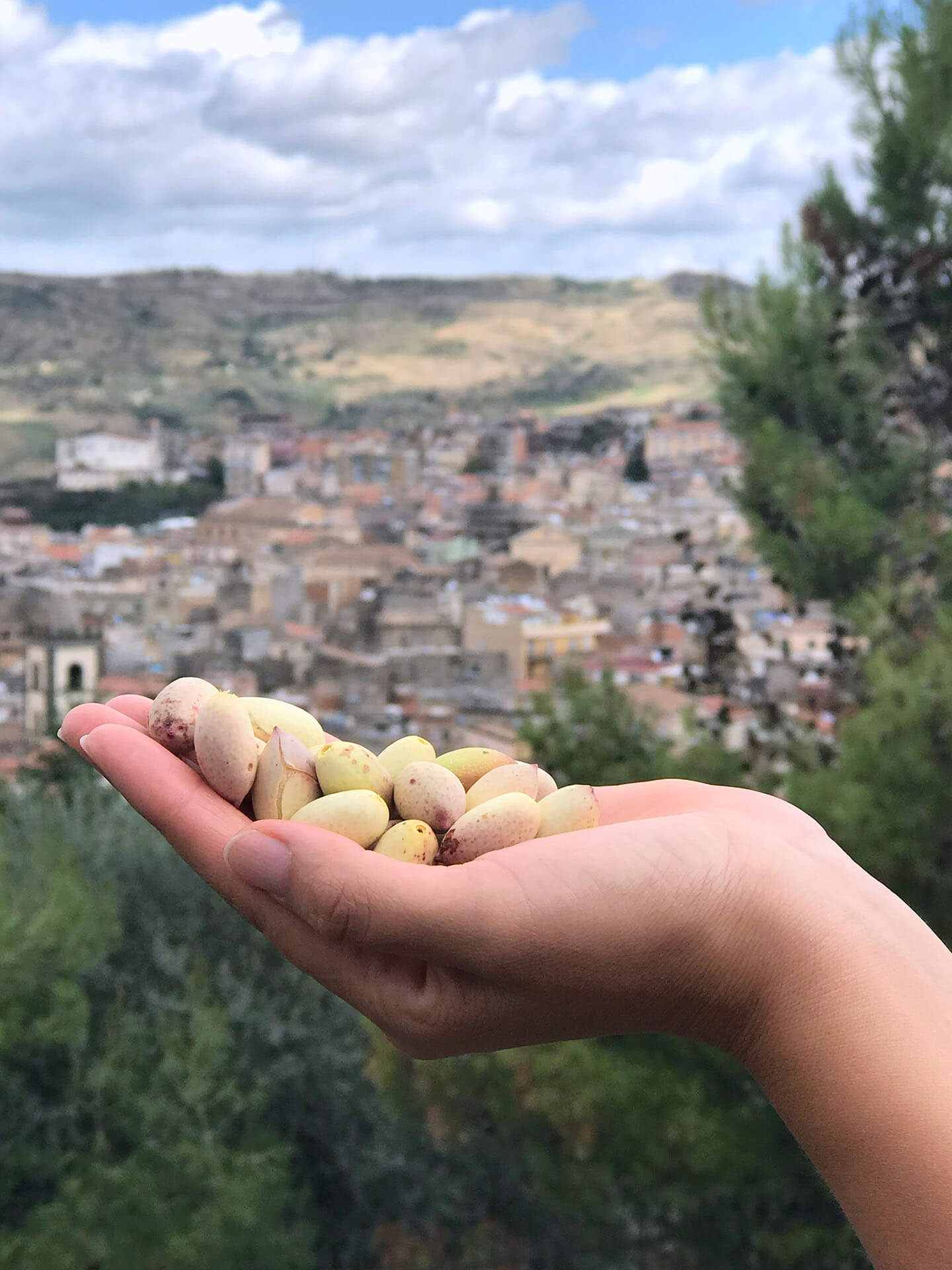 il Pistacchio di Bronte appena raccolto da Sciara e Bronte sullo sfondo
