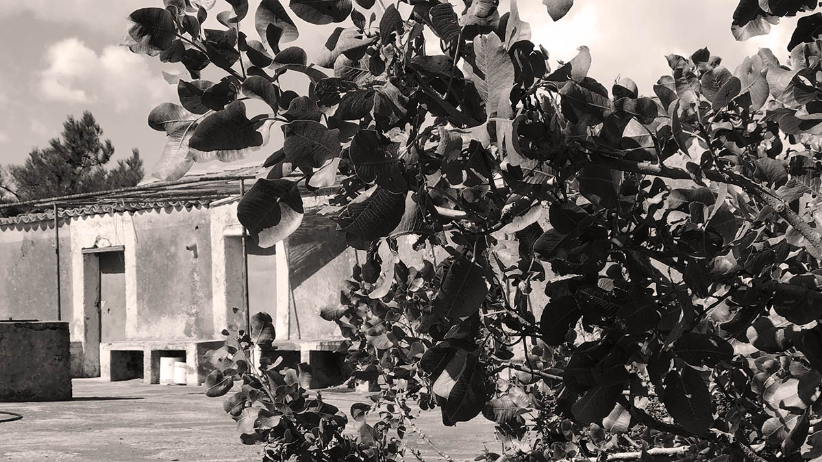 il pistacchieto di famiglia Sciara a Bronte